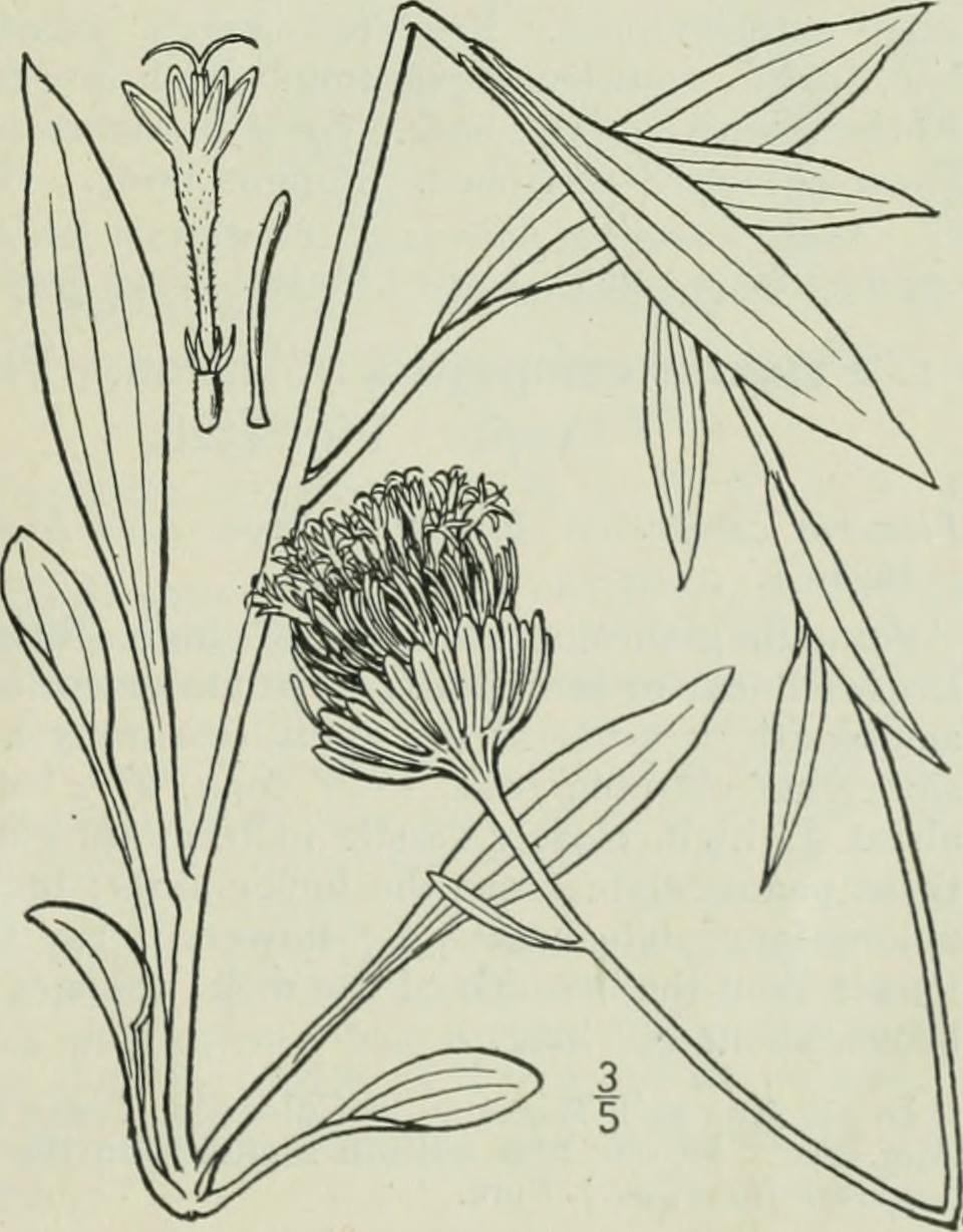 Marshallia grandiflora