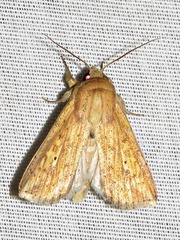 Mythimna pyrausta