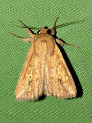 Mythimna pyrausta
