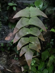 Adiantum macrophyllum