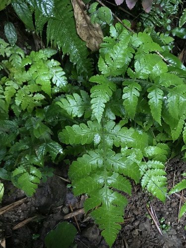 Tomato fern (Lonchitis hirsuta)