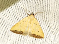 Phytometra subflavalis