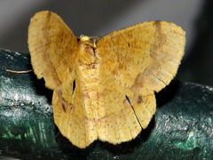 Petrodava leucicolor