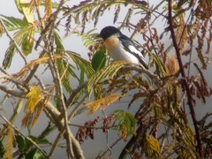 Pericrocotus erythropygius