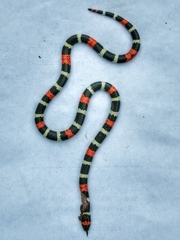 Micrurus tschudii olssoni