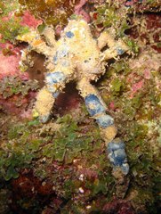 Camposcia retusa