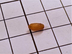 Rhagoletis pomonella