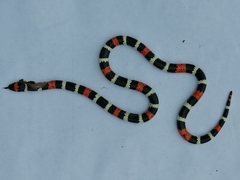 Micrurus tschudii olssoni