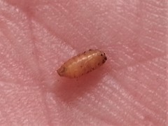 Rhagoletis pomonella