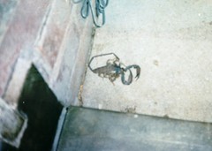 Hadogenes troglodytes