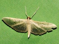 Poliobotys ablactalis