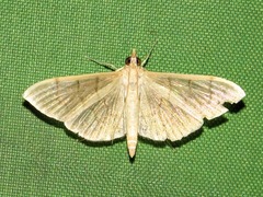 Poliobotys ablactalis