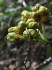 Colchicaceae