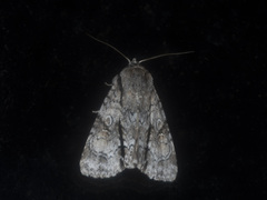 Turnerinycta phaeocosma