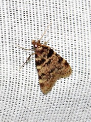 Aglossa phaealis