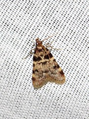 Aglossa phaealis