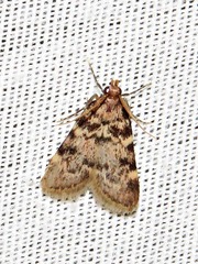 Aglossa phaealis