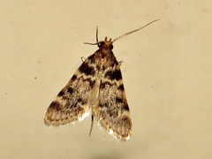 Aglossa phaealis