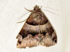 Dysgonia torrida