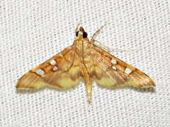 Prophantis smaragdina