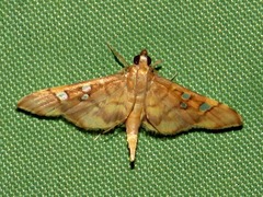 Prophantis smaragdina