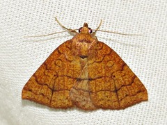Raparnodes tritonias