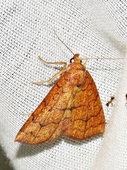 Raparnodes tritonias