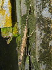 Pseudophasma missionum