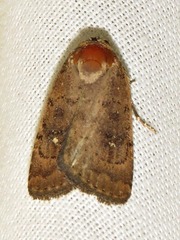 Caradrina tenebrata