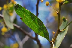 Acacia complanata