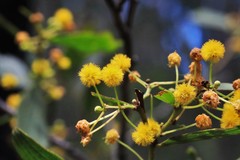 Acacia complanata