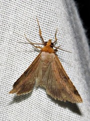 Plecoptera poderis