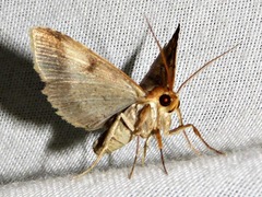 Plecoptera poderis