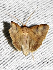 Plecoptera poderis