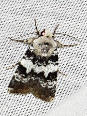 Caradrina glaucistis