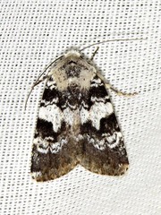Caradrina glaucistis
