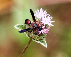 Parancistrocerus histrio