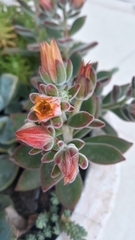 Echeveria pulvinata