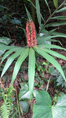 Hedychium coccineum