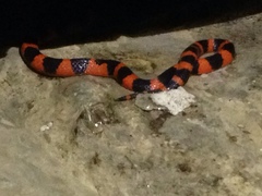 Geophis semidoliatus