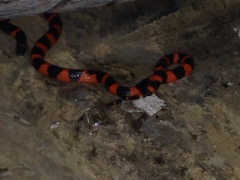 Geophis semidoliatus