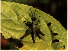 Chloropseustes brunneus