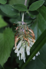 Trifolium trichocephalum