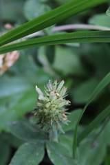Trifolium trichocephalum