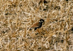 Eremopterix leucotis