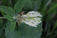 Trifolium trichocephalum