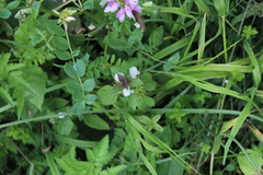 Lamium tomentosum