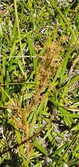 Aciphylla anomala