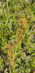 Aciphylla anomala