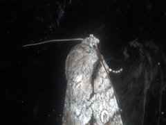 Turnerinycta phaeocosma